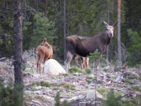 Bildbeskrivning