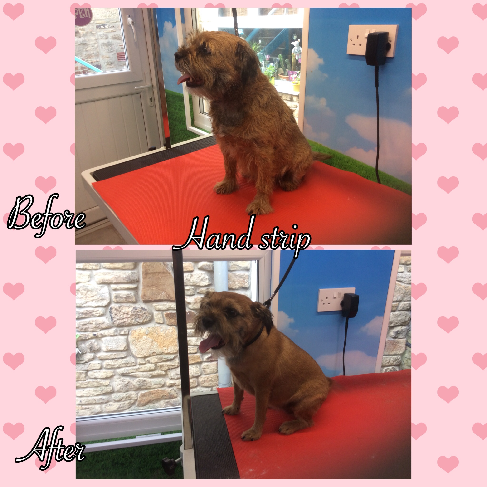 Gallery of Dogs Clipped