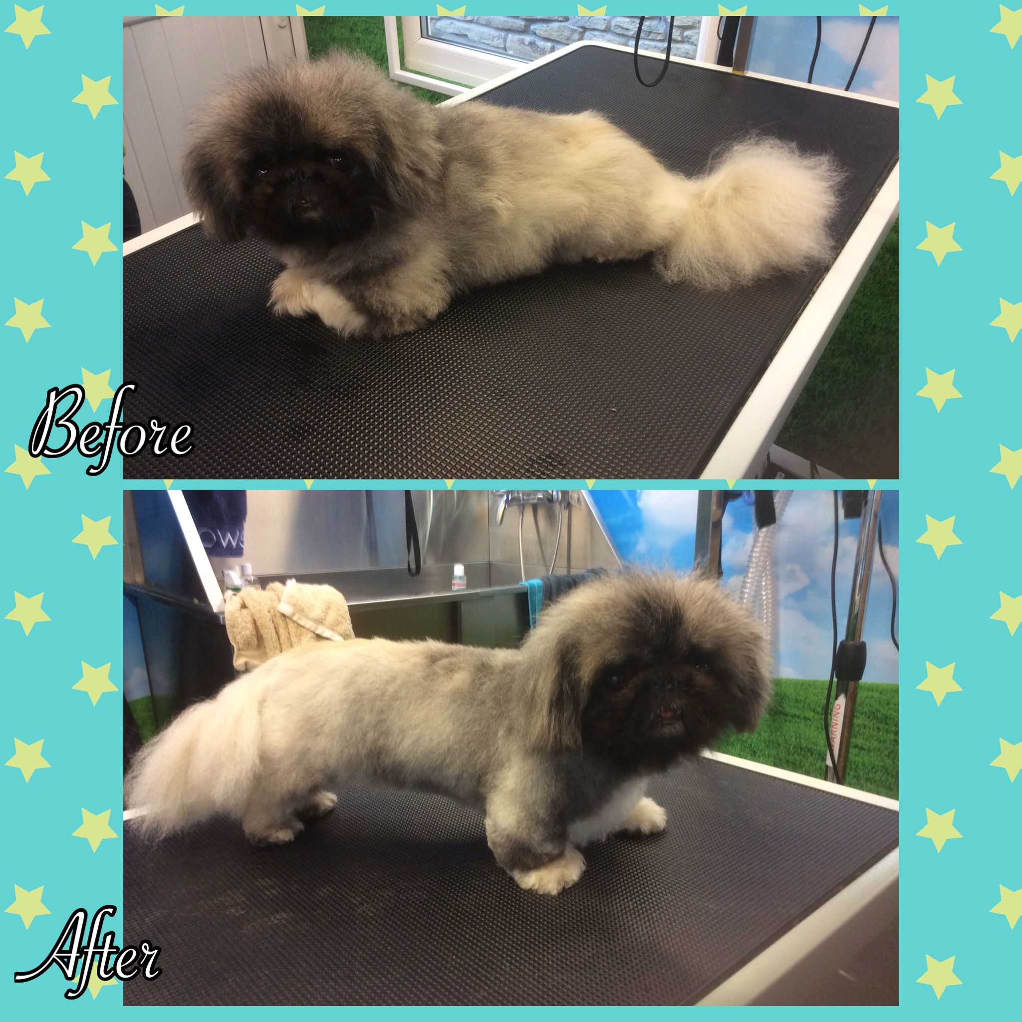 Gallery of Dogs Clipped