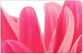 floral templates